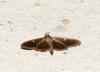 Cydalima perspectalis